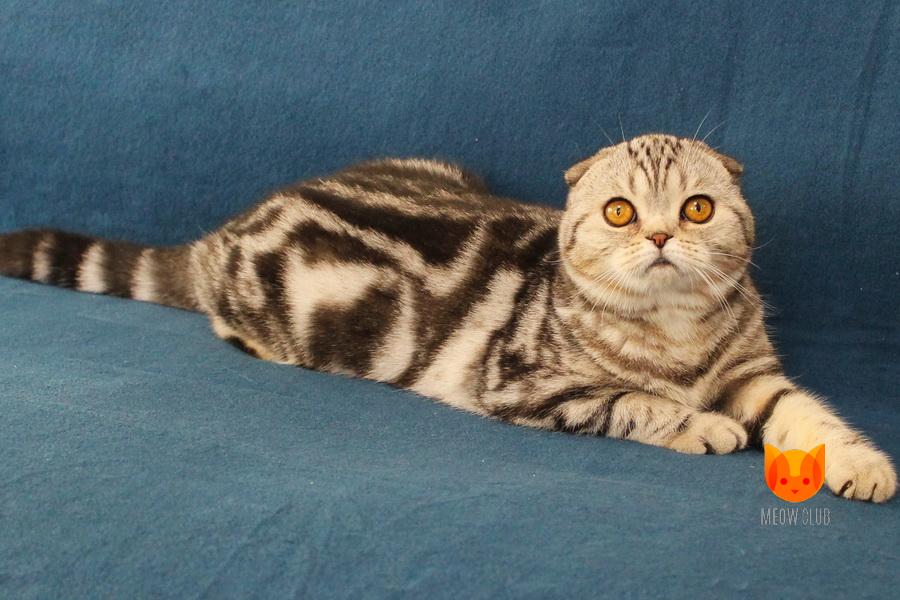 Theodora MeowClub *BY